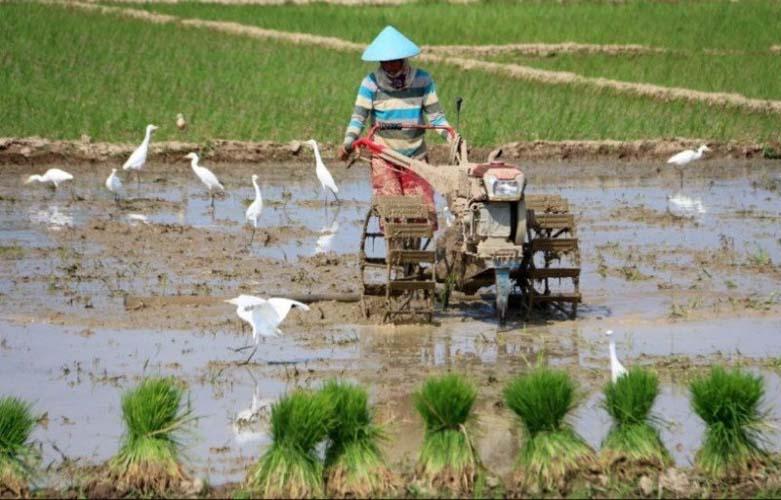 BPS: Lampung Produksi 2,65 Juta Ton Padi di Tahun 2020