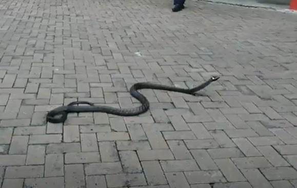 Ngeri, King Cobra 3 Meter Sembunyi di Plafon Rumah Warga Cilegon