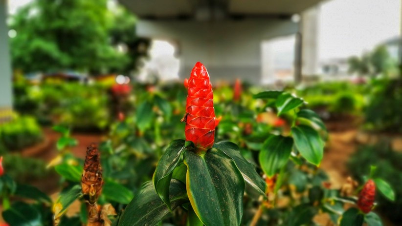 Wajah Baru Kolong Jalan Layang Kebayoran Lama, Dipenuhi Tanaman Hias - Bagian 3