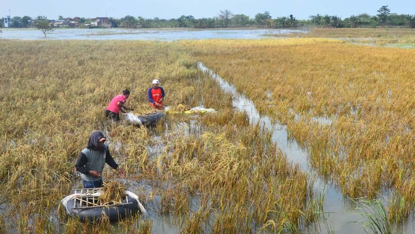 2.601 Hektare Tanaman Padi Gagal Panen akibat Banjir Kudus - Bagian 2