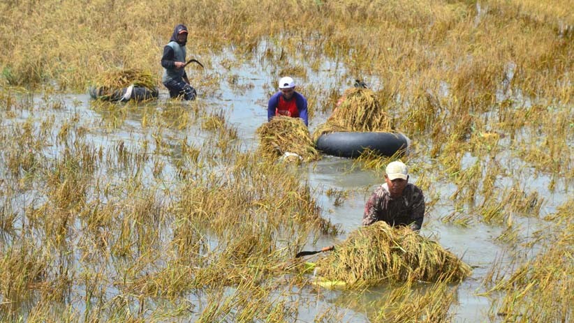 Hektare Tanaman Padi Gagal Panen Akibat Banjir Kudus