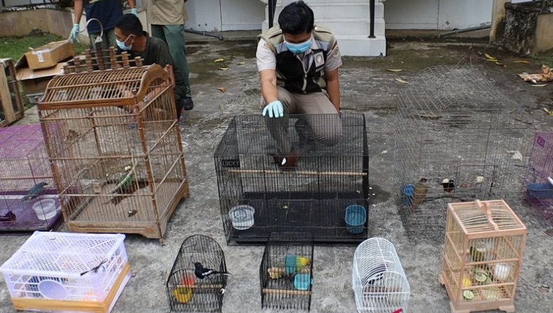 Ilegal, Pengiriman Seratusan Burung ke Jawa Digagalkan Petugas Gabungan di Pontianak 