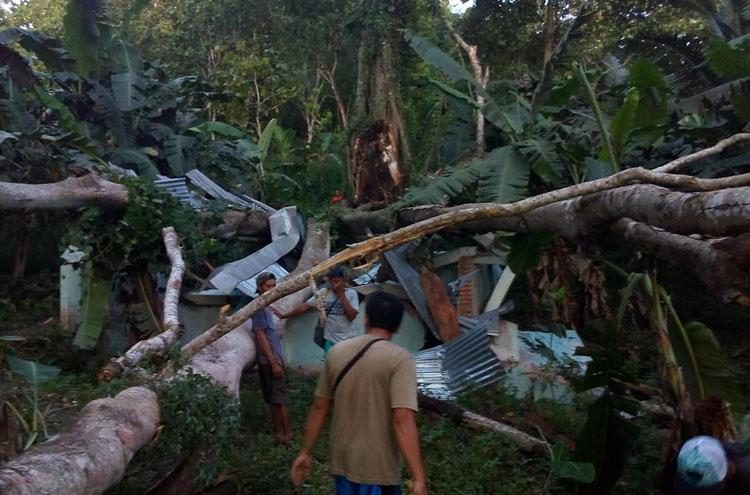 Pohon Beringin Berusia Ratusan Tahun di Gunungkidul Tumbang, Timpa Sarana Pamsimas