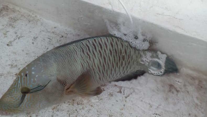 Ikan Langka Ini Ditangkap Ilegal di Perairan Menui