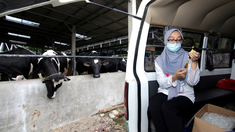 Peternak Sapi Perah Banyuwangi Produksi 450 Liter Susu per Hari - Bagian 2