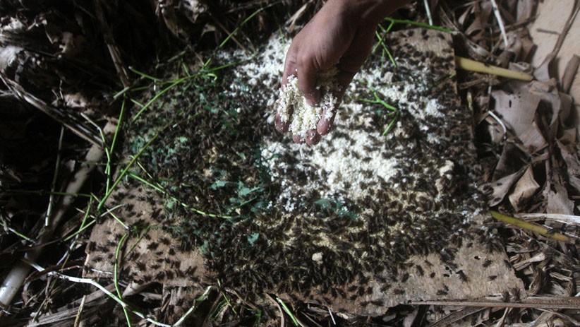 Budi Daya Jangkrik di Bekasi, Sebulan Hasilkan 100 Kilogram - Bagian 1