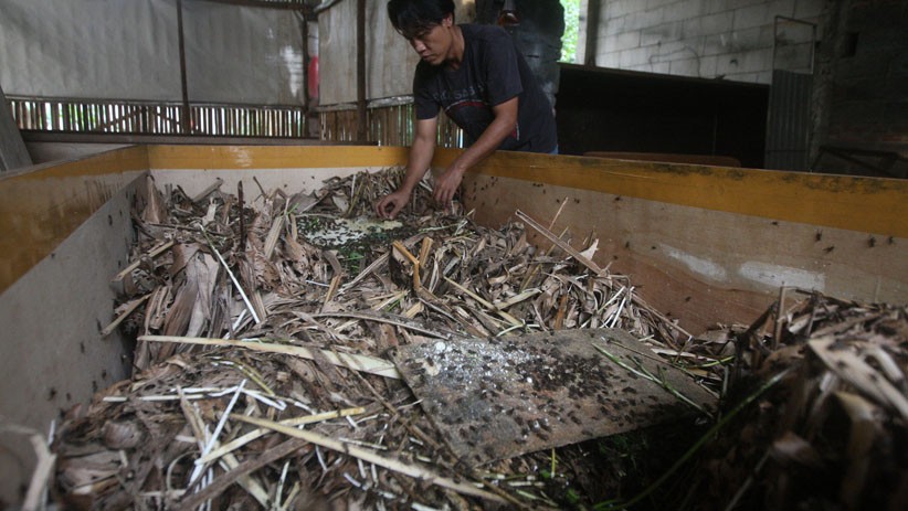 Budi Daya Jangkrik di Bekasi, Sebulan Hasilkan 100 Kilogram - Bagian 3