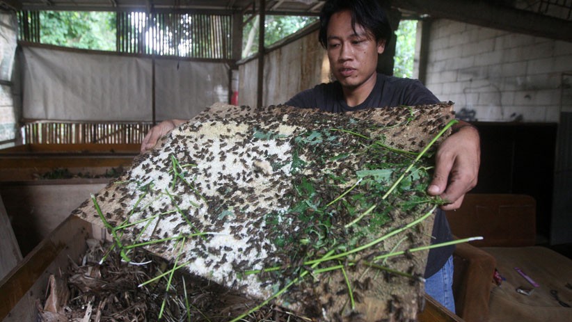 Budi Daya Jangkrik di Bekasi, Sebulan Hasilkan 100 Kilogram - Bagian 2