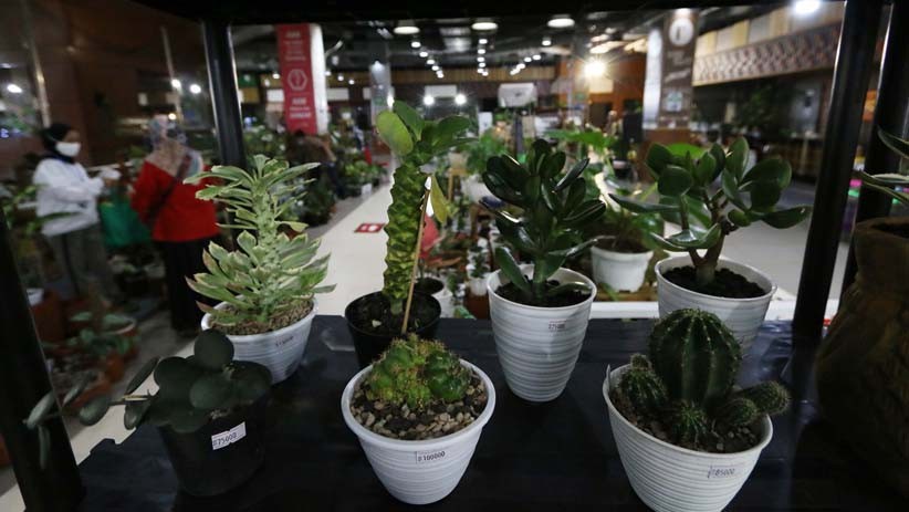 Pamer Monstera hingga Red Aglaonema, Ada yang Dijual hingga Ratusan Juta Rupiah - Bagian 4