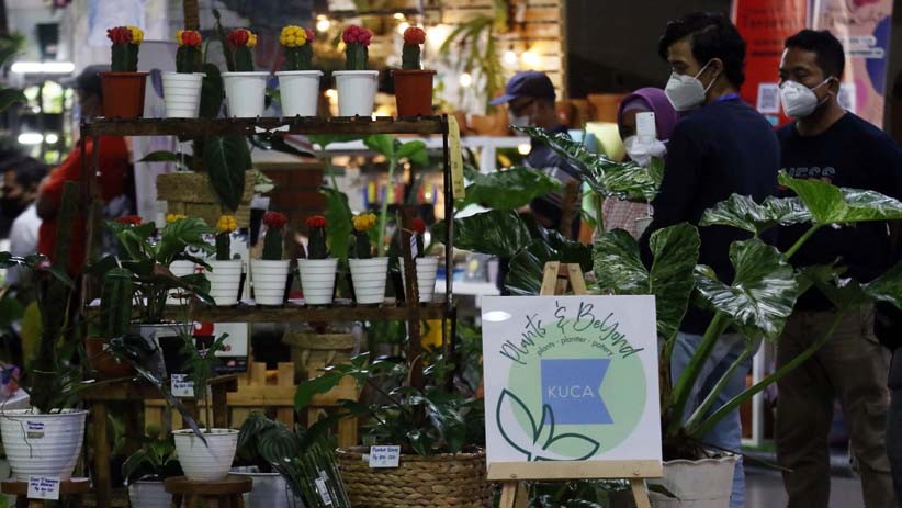 Pamer Monstera hingga Red Aglaonema, Ada yang Dijual hingga Ratusan Juta Rupiah - Bagian 3