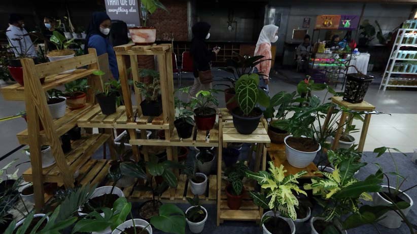 Pamer Monstera hingga Red Aglaonema, Ada yang Dijual hingga Ratusan Juta Rupiah - Bagian 2