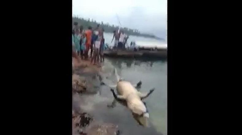 Pergi Mancing, Warga Halmahera Selatan Dimakan Buaya 5 Meter