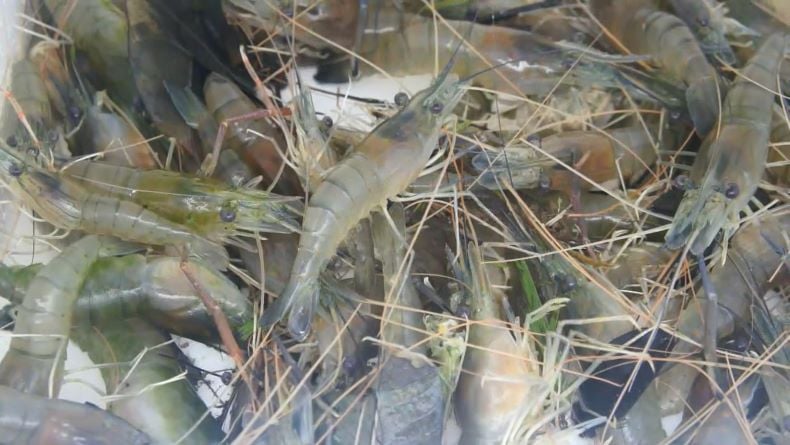 Pulihkan Ekonomi di Masa Pandemi, Bangka Tengah Giatkan Tambak Rakyat