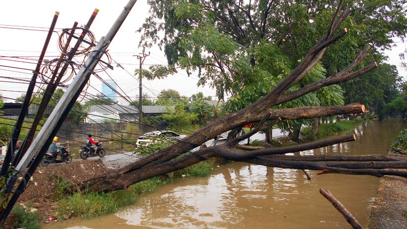 Pohon-Pohon Tumbang Diterjang Angin Puting Beliung di Bekasi - Bagian 1