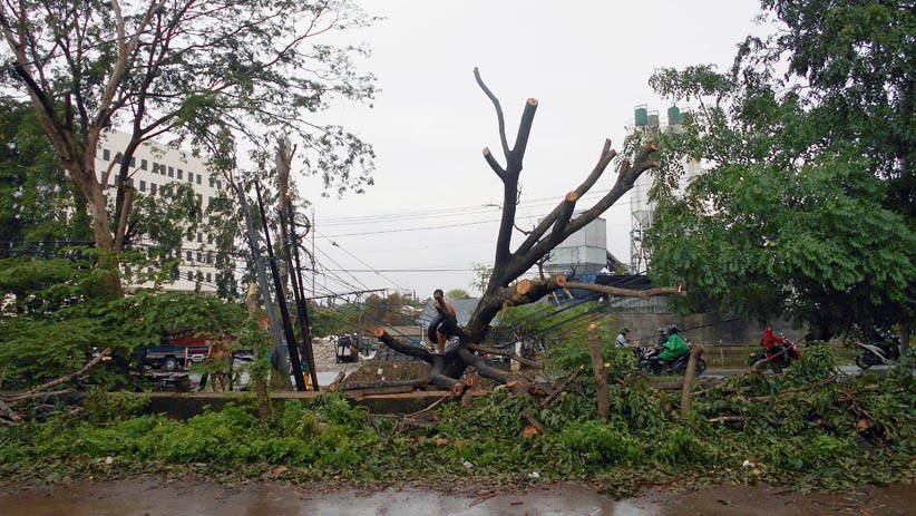 Pohon-Pohon Tumbang Diterjang Angin Puting Beliung di Bekasi - Bagian 2