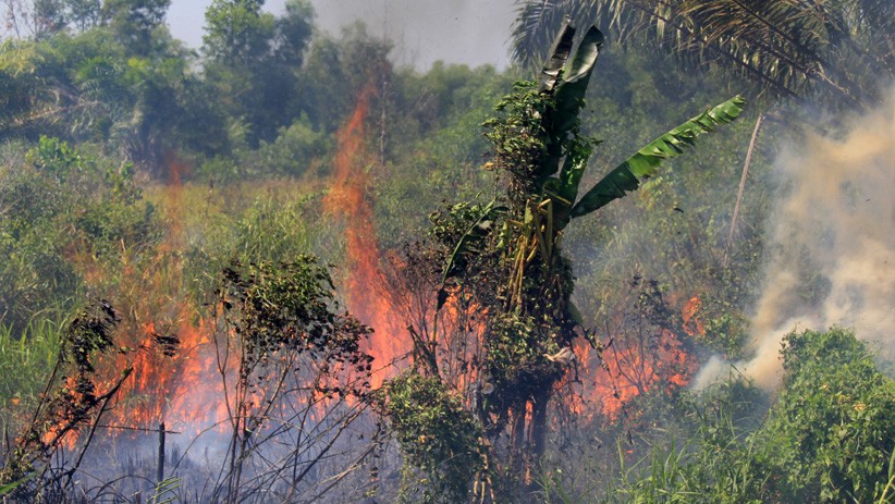 Cuaca Panas, Kebakaran Lahan Meluas di Dumai - Bagian 1