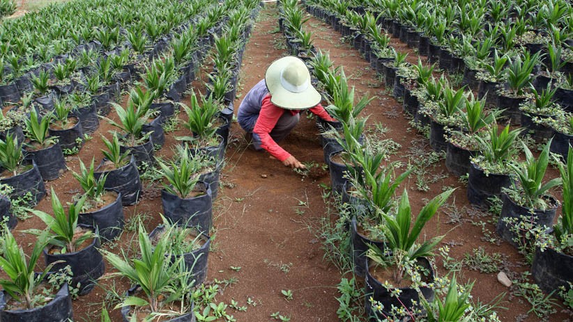 Peremajaan Kelapa Sawit Seluas 8.000 Hektare di Sumatera Barat - Bagian 1