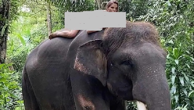 Putri Mantan Petenis Nomor 1 Dunia Yang Telanjang Di Atas Gajah ...