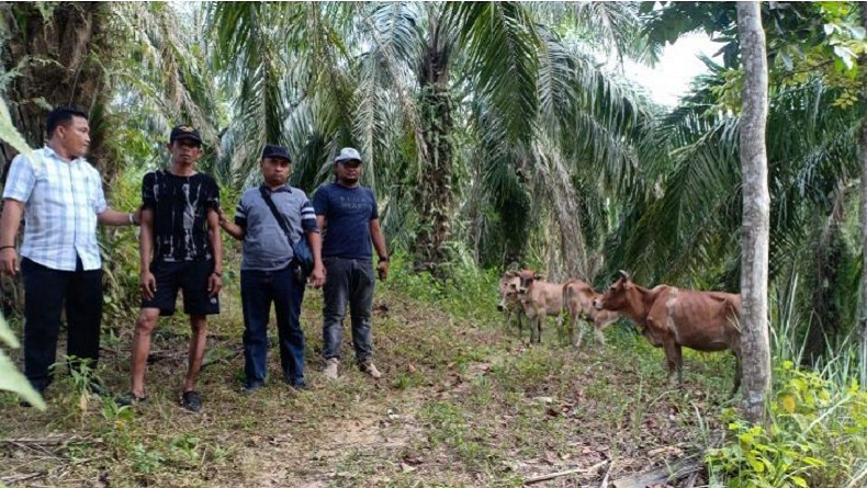 Curi 4 Lembu, Warga Langkat Ditangkap Polisi saat Sembunyi di Bawah Pohon Sawit