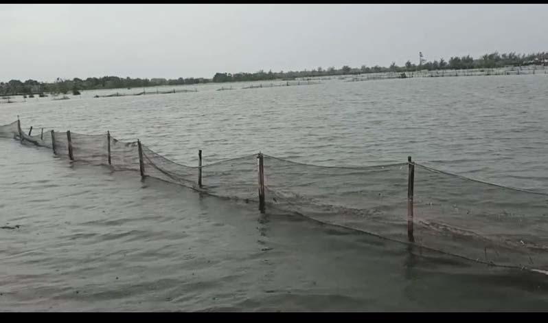 Ratusan Hektare Tambak di Pekalongan Terendam Banjir, Petani Rugi Puluhan Juta Rupiah