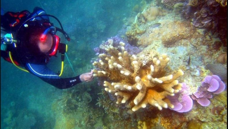 Aceh Punya 7 Kawasan Konservasi Perairan, Luasnya Capai 357,921 Hektare