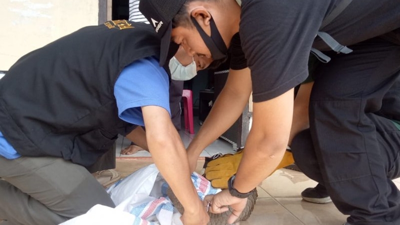Ditemukan Warga di Jalan Raya, Seekor Trenggiling Dievakuasi KSDA Agam