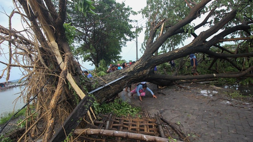 2 Hari Diterjang Angin Kencang, 17 Pohon di Payakumbuh Tumbang