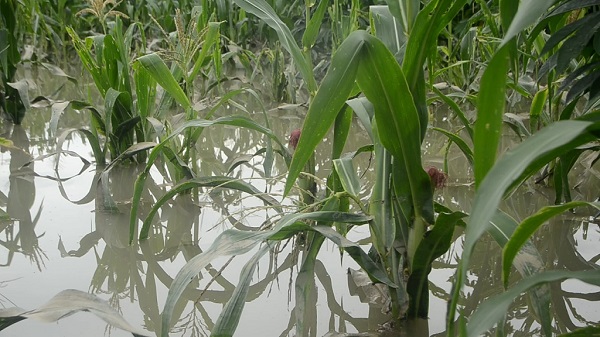 title Banjir di Malaka NTT Rendam Rumah Warga hingga Ratusan Hektare Tanaman Padi dan Jagung  Banjir di Malaka NTT Rendam Rumah Warga hingga Ratusan Hektare Tanaman Padi dan Jagung
