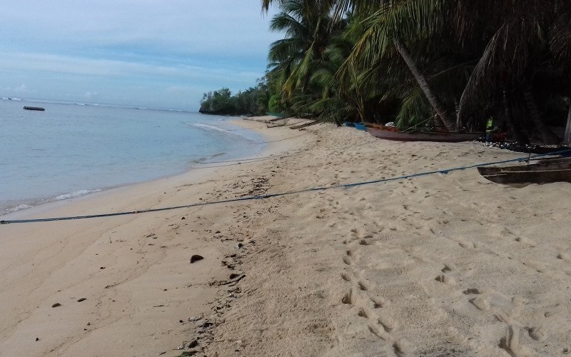 Kelapa Bido di Morotai Nyaris Punah, Hanya Tersisa 113 Pohon