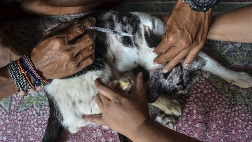 Pasangan Suami Istri Ini Tampung Puluhan Kucing Sakit, Dirawat hingga Sembuh - Bagian 2