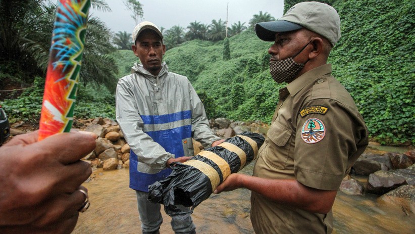 BKSDA Aceh Gunakan Mercon Usir Gajah Masuk Perkebunan Warga - Bagian 1