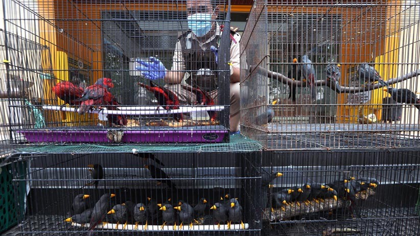 Ratusan Hewan Eksotis Diselundupkan dari Makassar ke Surabaya  - Bagian 1