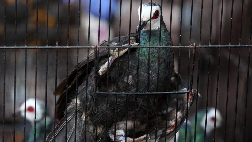 Ratusan Hewan Eksotis Diselundupkan dari Makassar ke Surabaya  - Bagian 4
