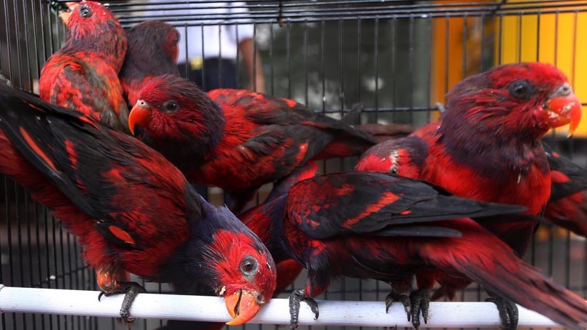 Ratusan Hewan Eksotis Diselundupkan dari Makassar ke Surabaya  - Bagian 2