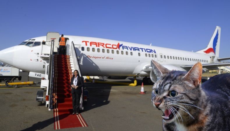 Pilot Diserang Kucing, Pesawat Tujuan Qatar Mendarat Darurat