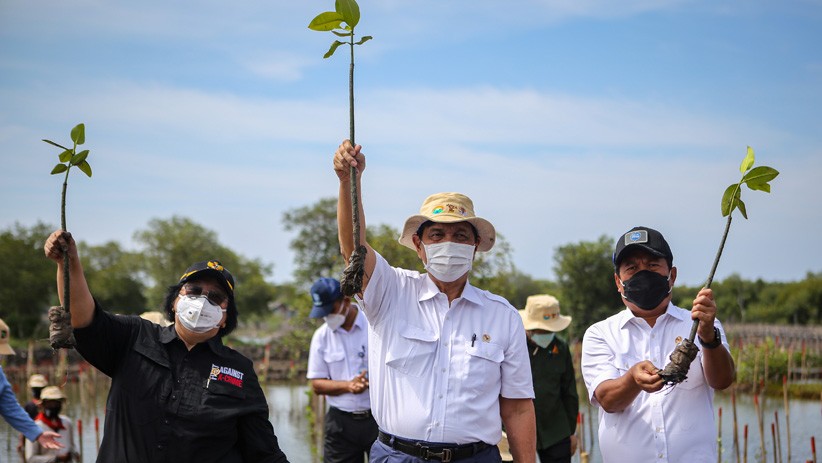 Menko Luhut Tanam Pohon Bakau, Dukung Program Rehabilitasi Ekosistem Mangrove - Bagian 2