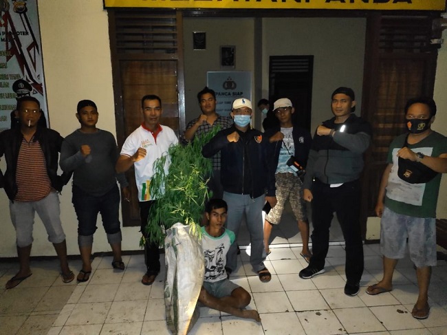 title Polisi Tangkap Petani Kopi di Bengkulu karena Tanam 5 Pohon Ganja Polisi Tangkap Petani Kopi di Bengkulu karena Tanam 5 Pohon Ganja