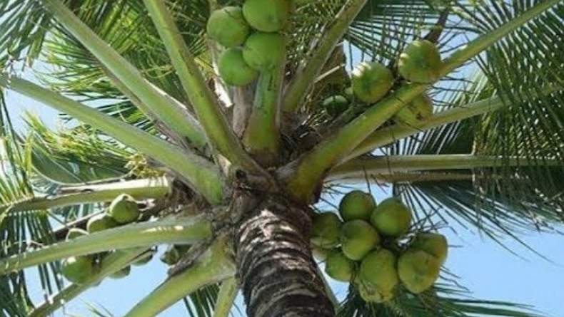 Sulut Mulai Ekspor Air Kelapa ke Singapura dan Vietnam