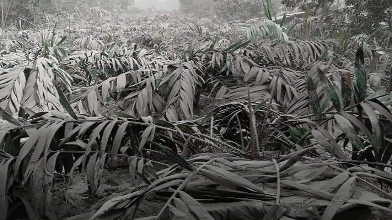 Pascaerupsi Besar Sinabung, Petani 3 Kecamatan di Karo Terancam Gagal Panen