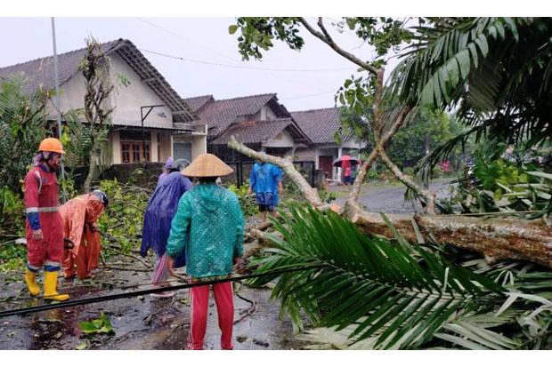 title Hujan Angin di Sleman Tumbangkan Beberapa Pohon Timpa 12 Rumah Warga Hujan Angin di Sleman Tumbangkan Beberapa Pohon Timpa 12 Rumah Warga