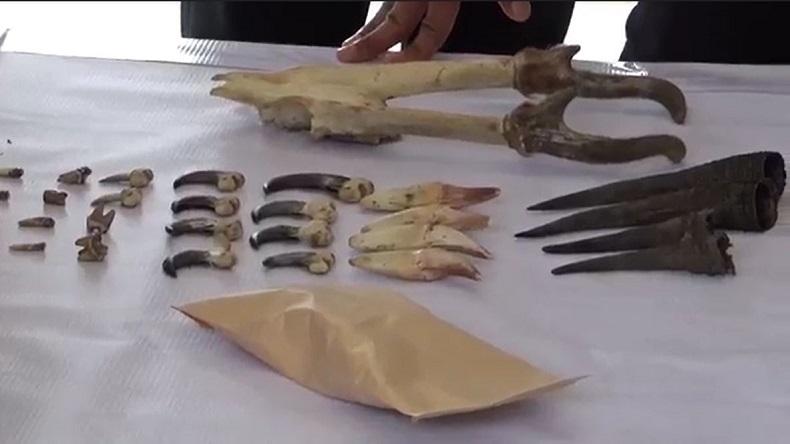 Perdagangan Organ Satwa Liar Dilindungi di Gayo Lues Digagalkan Polisi, 2 Pelaku Ditangkap 