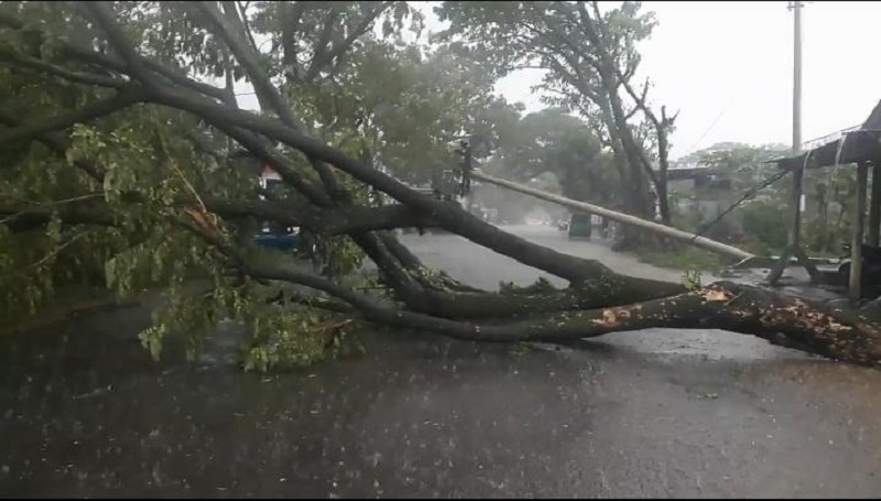 Diterjang Hujan Disertai Angin, Pohon Trambesi di Cianjur Tumbang dan Putuskan Kabel