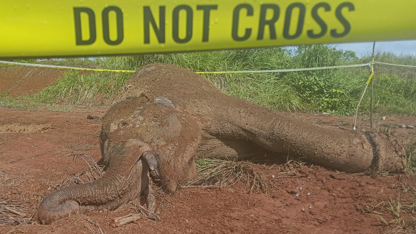 Gajah Sumatera Ditemukan Mati Terkena Jerat Pemburu - Bagian 1