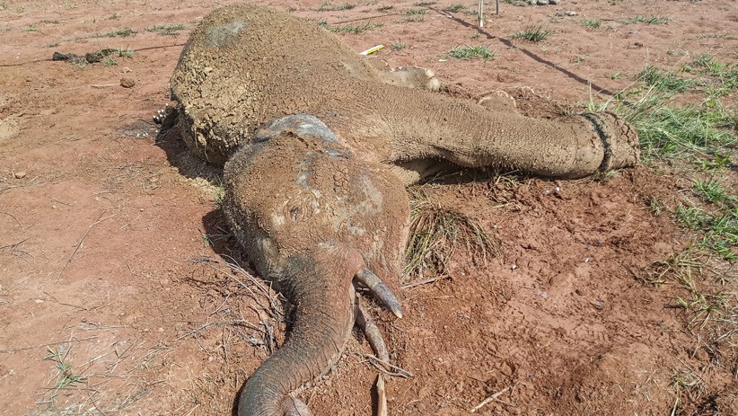 Gajah Sumatera Ditemukan Mati Terkena Jerat Pemburu - Bagian 3