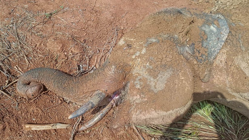 Gajah Sumatera Ditemukan Mati Terkena Jerat Pemburu - Bagian 2