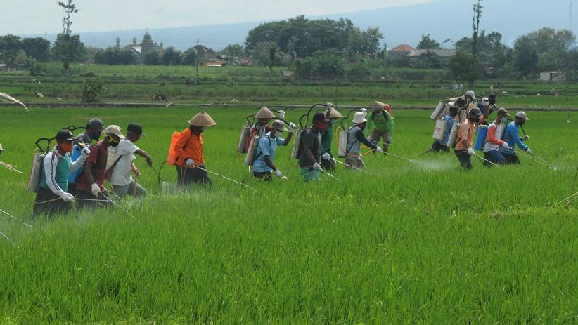 Begini Cara Petani Boyolali Kendalikan Hama Wereng - Bagian 1