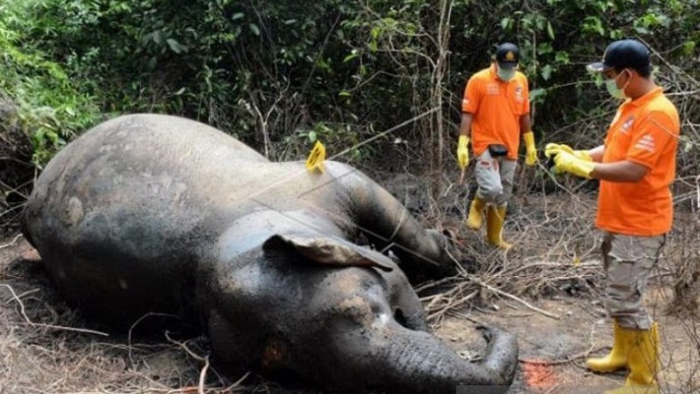 Gajah di Aceh Jaya Ditemukan Mati, BKSDA Kirim Tim ke Lokasi 