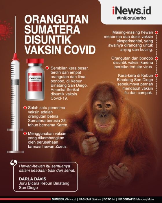 Infografis Orangutan Sumatera Disuntik Vaksin Covid di Kebun Binatang AS