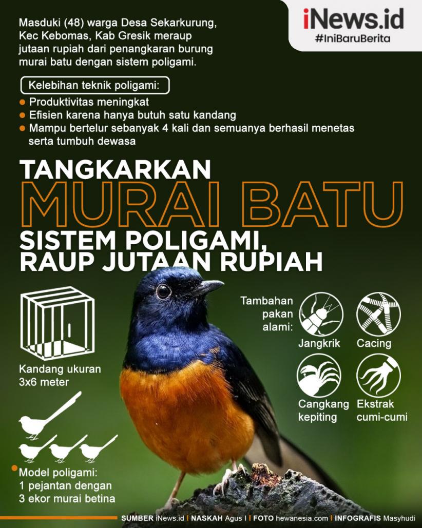 Infografis Warga Gresik Untung Jutaan dari Penangkaran Murai Batu Sistem Poligami