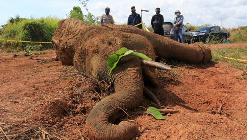 BKSDA Bedah Bangkai Gajah di Aceh Jaya, Ini Hasil Sementara